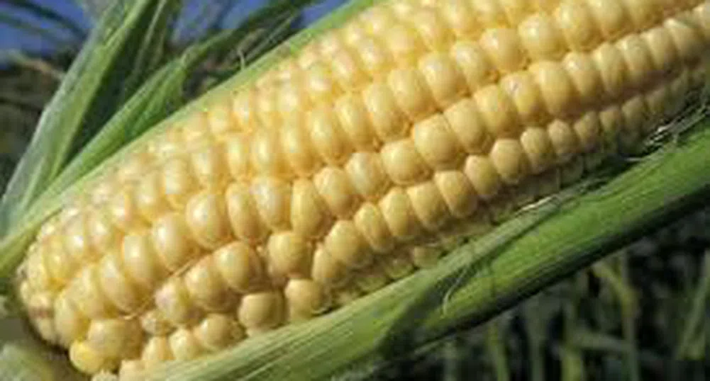 12 държави срещу ГМО царевицата в ЕС