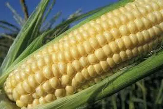 12 държави срещу ГМО царевицата в ЕС