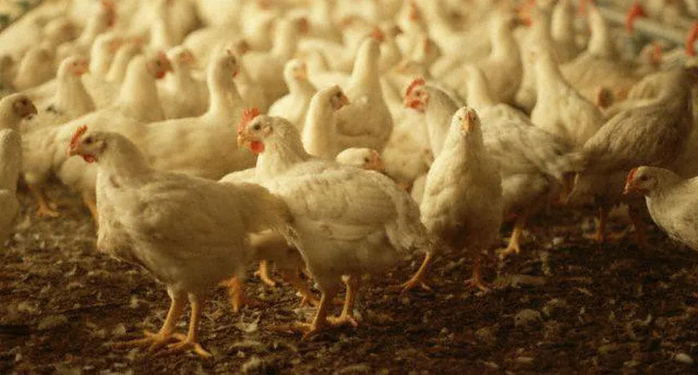 Китай удря вноса на птиче месо от САЩ