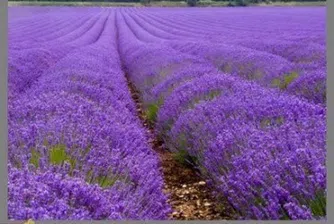 България изпревари Франция по износ на лавандулово масло