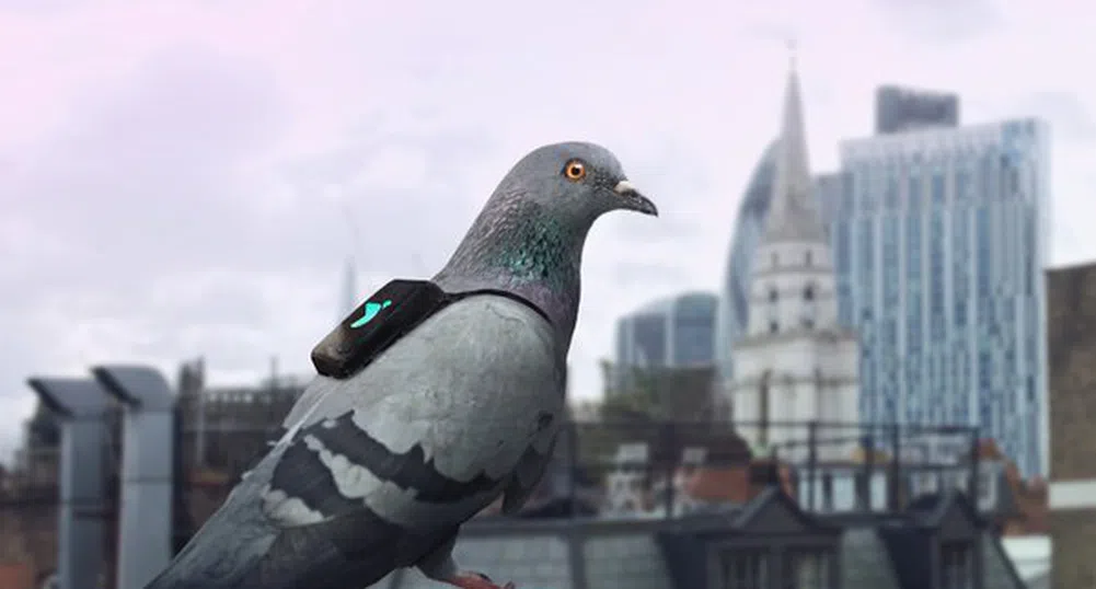 Лондон следи нивото на замърсяване на въздуха с гълъби