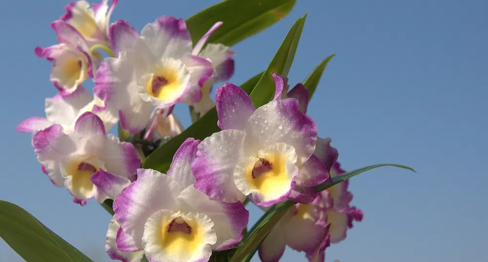 Спасиха 580 екзотични орхидеи