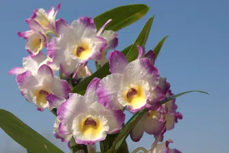 Спасиха 580 екзотични орхидеи