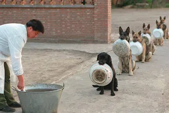 Тези полицейски кучета в Китай чакат на опашка за храна