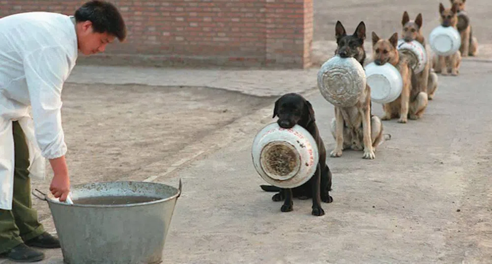 Тези полицейски кучета в Китай чакат на опашка за храна