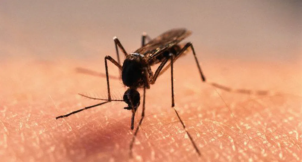 Маларията се е завърнала в Гърция