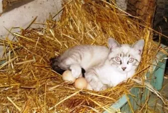 Котка мъти яйца