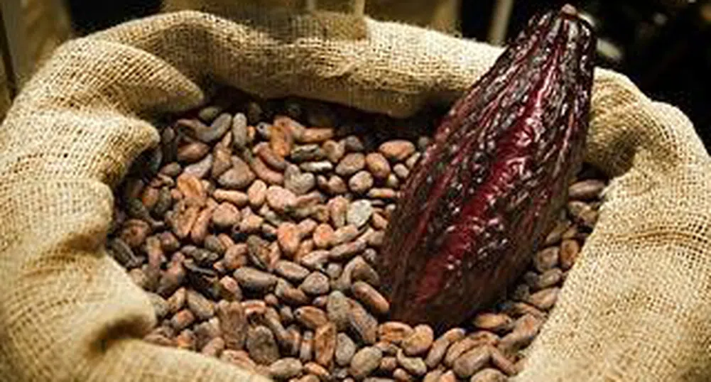 Неизвестен трейдър изкупи цялото какао в Европа