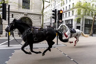 Препускалите през Лондон коне са прибрани от военните, но има ранени хора и животни