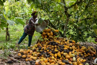Фермерите в Гана и Кот д'Ивоар отбелязват двуцифрен спад в доходите си през последните няколко години