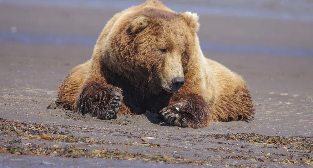 Ето кой спечели конкурса за най-дебела мечка в Аляска