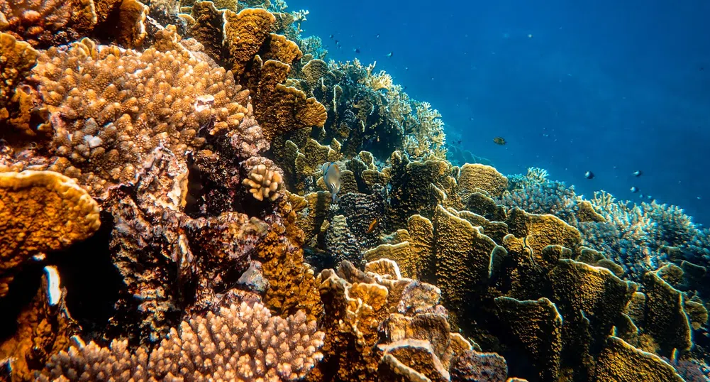 Милиардерска яхта увреди кораловия риф на Белиз