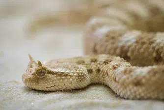 Най-дългите и най-тежките змии в света (снимки)