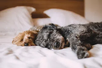 Да се спи с кучето е полезно