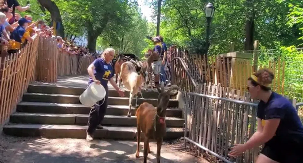 В Ню Йорк борят инвазивни растения в парк с кози
