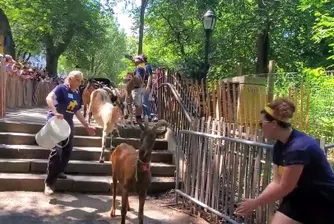 В Ню Йорк борят инвазивни растения в парк с кози