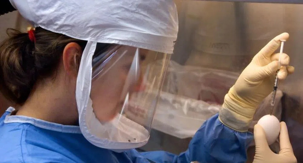 Първи случай на заразен с птичи грип човек в Чили