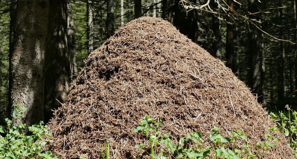 Триметров мравуняк, дом на 300 000 мравки, откриха в Швеция (снимки)