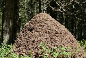 Триметров мравуняк, дом на 300 000 мравки, откриха в Швеция (снимки)
