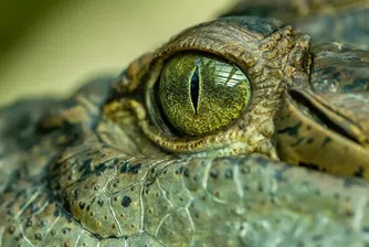 Крокодили пазят съкровището на изгубено кралство
