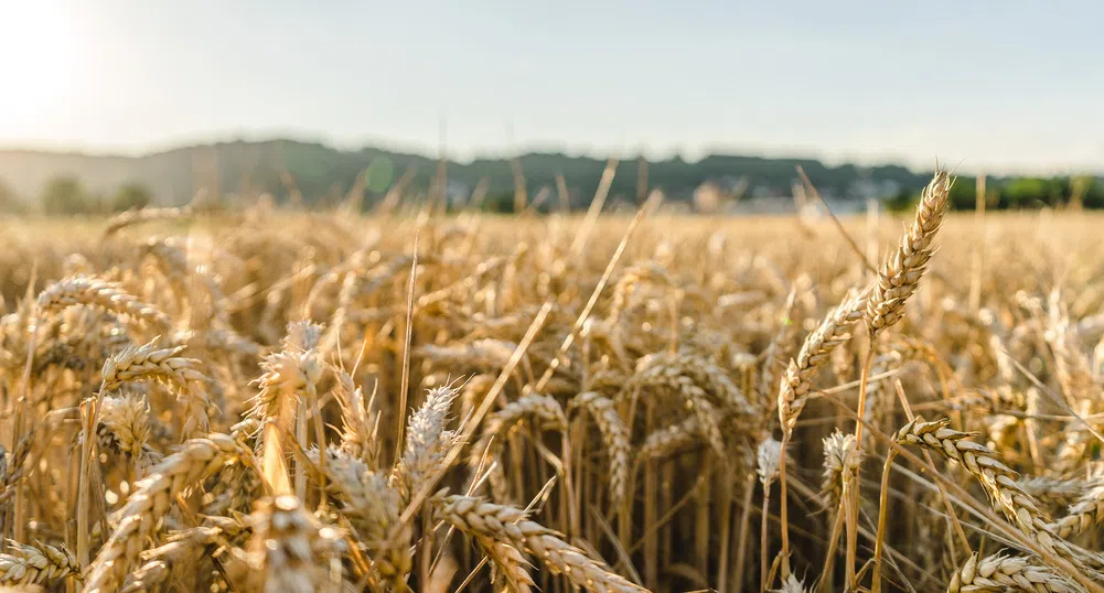 Цената на пшеницата скочи, след като Индия наложи забрана за износ
