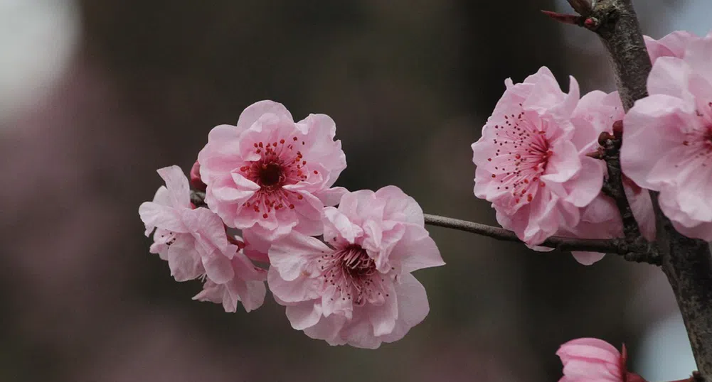 Къде в Япония може да видите цъфтящите вишневи градини