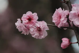 Къде в Япония може да видите цъфтящите вишневи градини