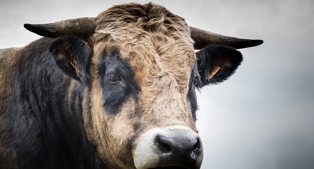 Огромни бикове тероризират жителите на столичния квартал Лозенец