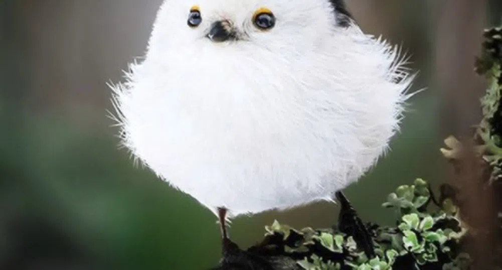 Фотограф откри истински Angry Birds в природата
