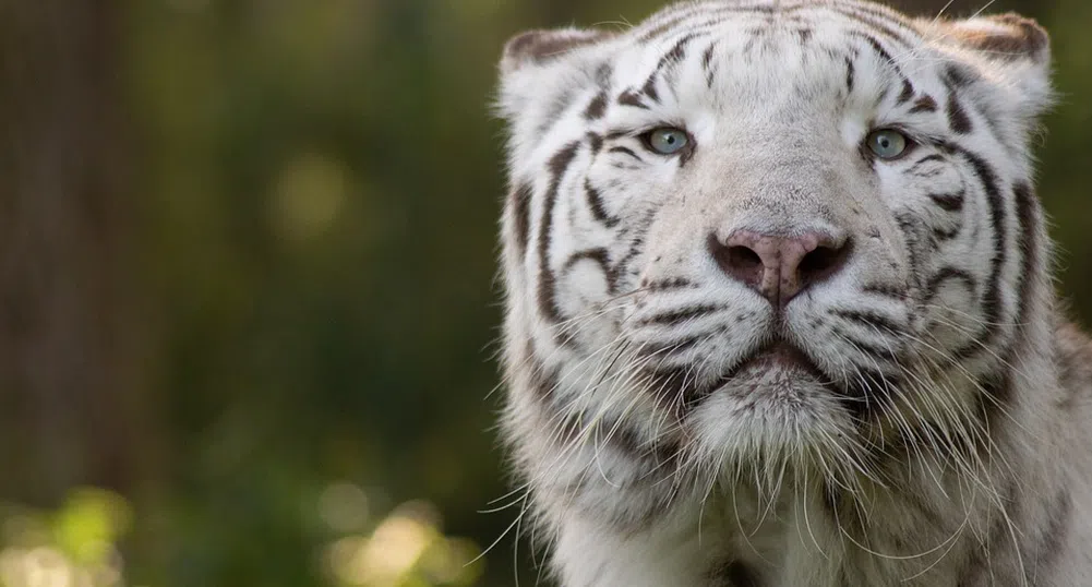 Рядкото бенгалско тигърче, родено в зоопарк в Никарагуа, почина