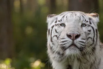 Рядкото бенгалско тигърче, родено в зоопарк в Никарагуа, почина