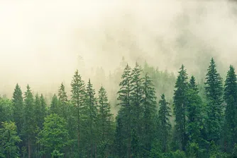 Засаждането на нови гори може да увеличи валежите в Европа