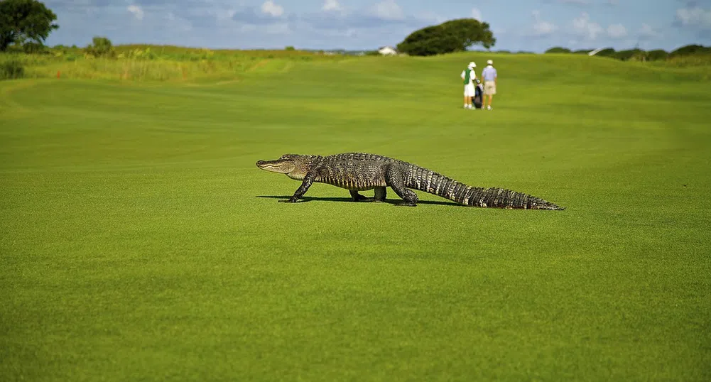 Огромен алигатор се разходи по голф игрище във Флорида (видео)