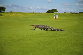 Огромен алигатор се разходи по голф игрище във Флорида (видео)
