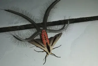 Видео на странно насекомо с 40 млн. гледания за няколко дни