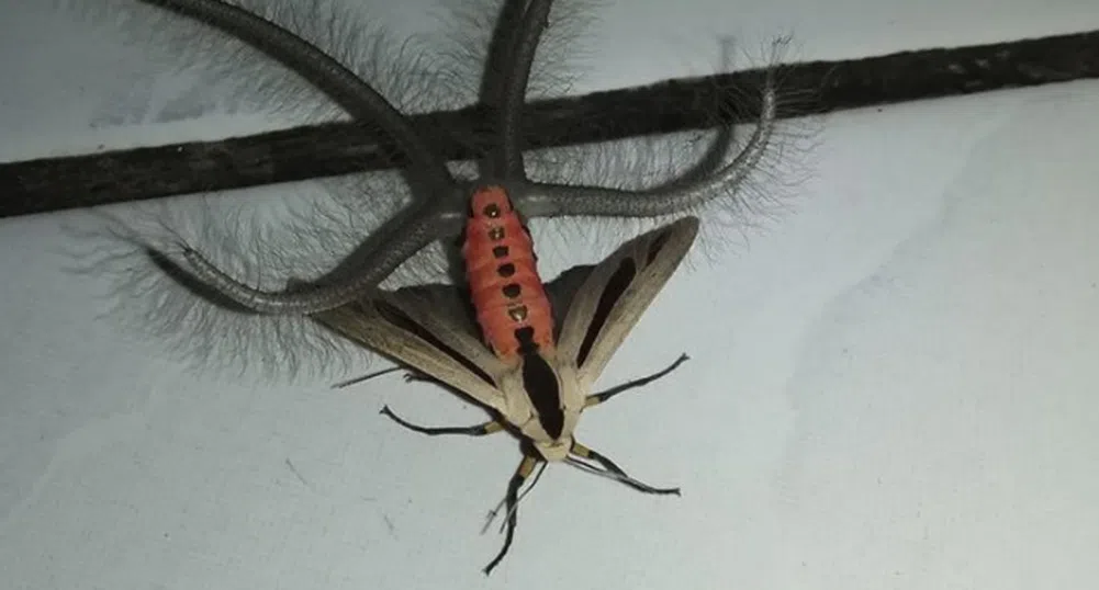 Видео на странно насекомо с 40 млн. гледания за няколко дни