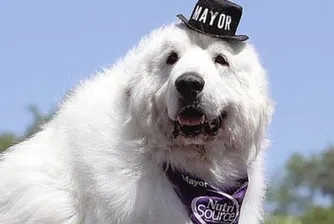 На 13 години почина кмет на щатски град. Дюк беше куче...