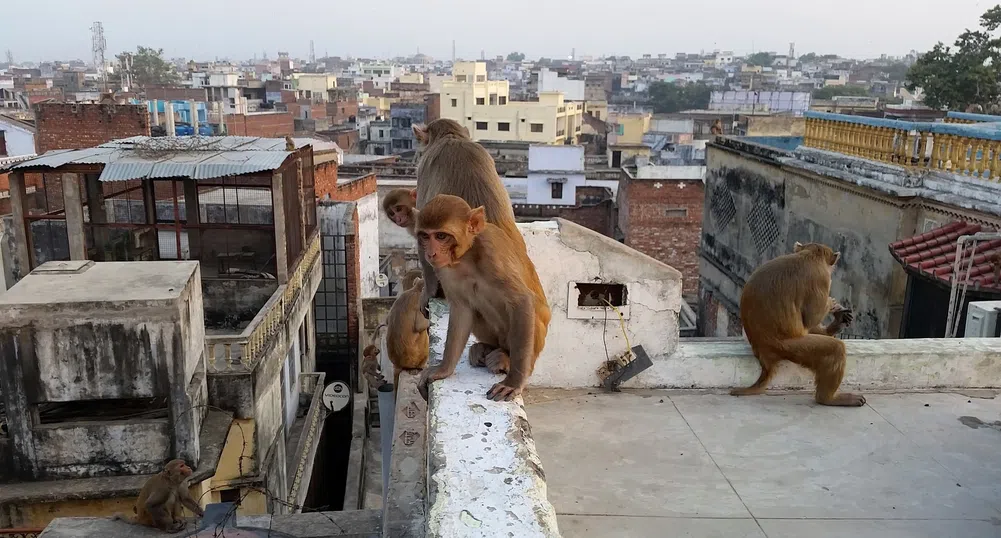 Индия е изправена пред мащабен маймунски терор