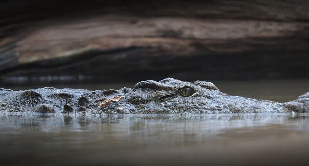 Отново крокодил в река в Германия, затвориха велоалеите покрай нея
