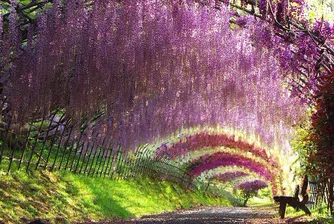 Този цветен тунел в Япония е магически