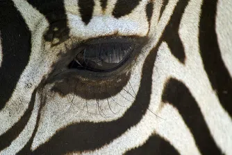 Новата интернет загадка: Коя зебра гледа в камерата?