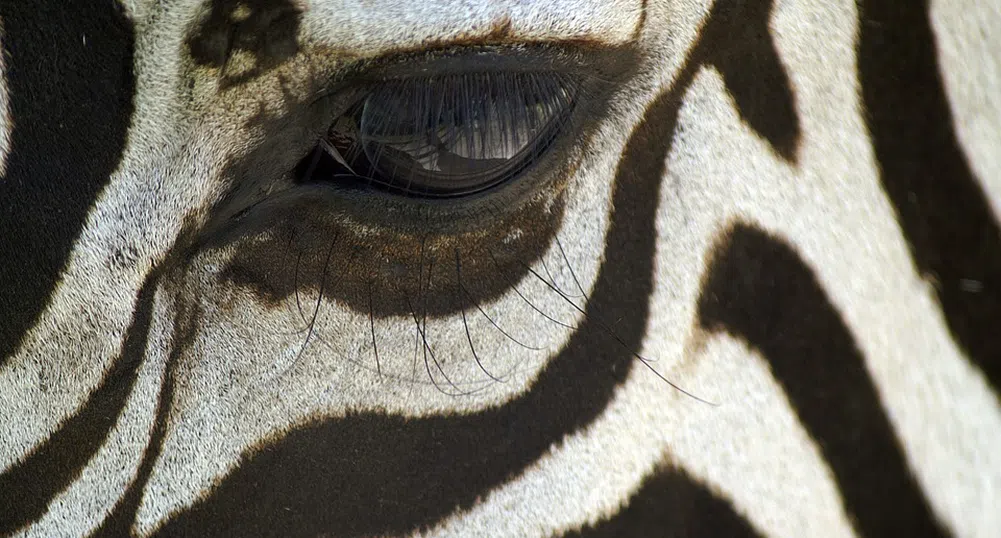 Новата интернет загадка: Коя зебра гледа в камерата?