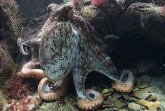 Хора убедиха октопод да напусне пластмасовата чаша, в която живее