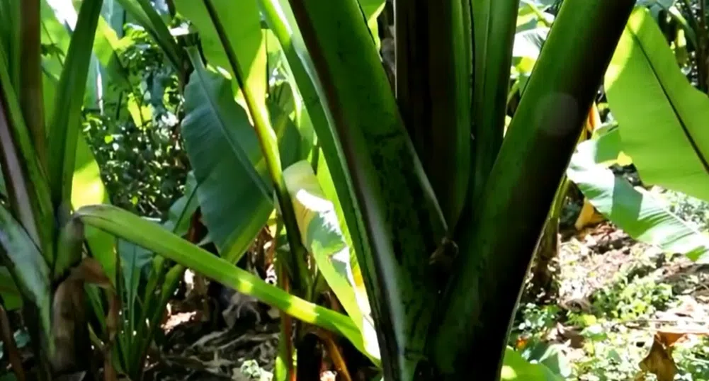 Растение, наричано фалшив банан, може да се окаже новата суперхрана