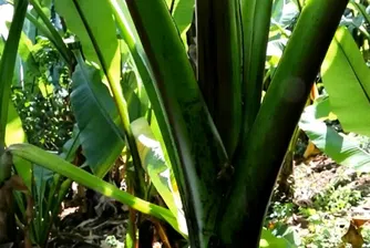 Растение, наричано фалшив банан, може да се окаже новата суперхрана