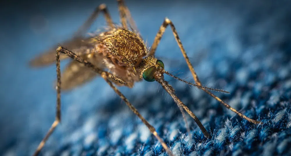 Пускат 750 000 генно модифицирани комари в природата