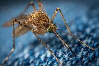 Пускат 750 000 генно модифицирани комари в природата