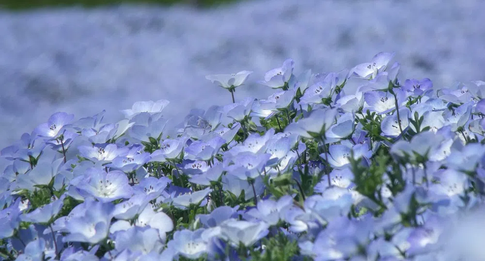 Невероятното синьо море от цветя в Hitachi Seaside Park (снимки)
