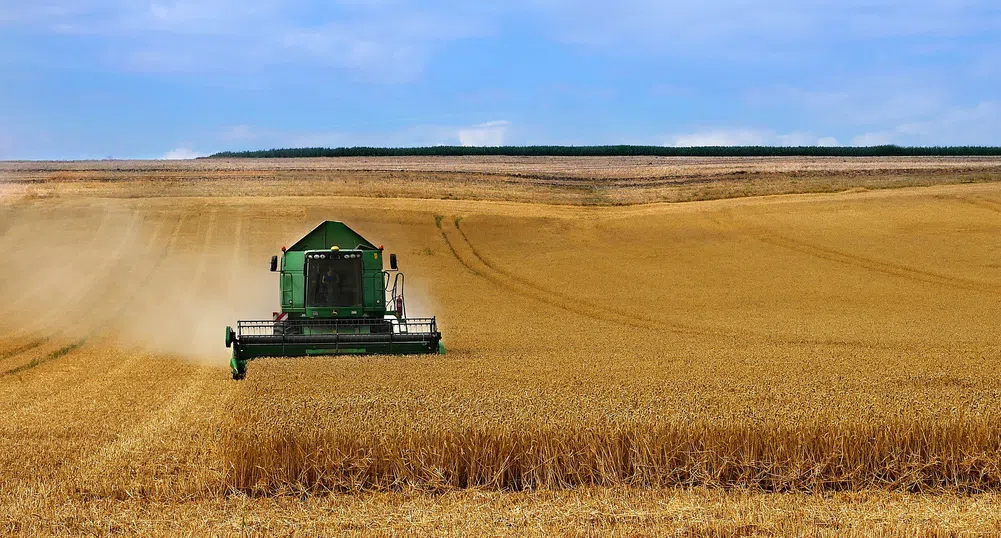 Търсенето на пшеница на Софийската стокова борса остава високо
