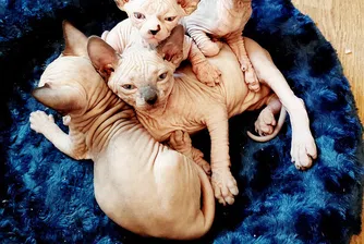 Безоката котка сфинкс, в която Instagram се влюби (снимки)